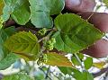 Oriental Grape